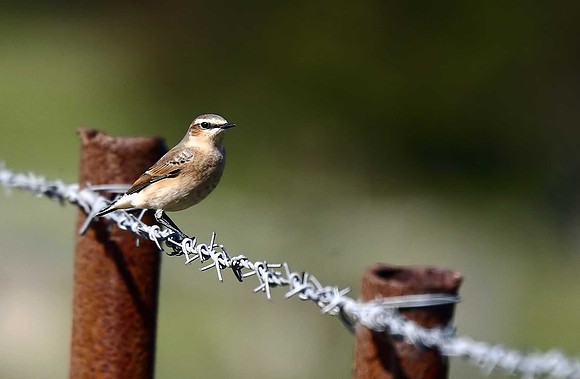 Wheatear