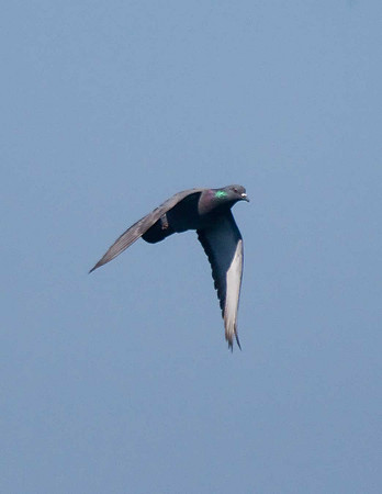 Feral Pigeon