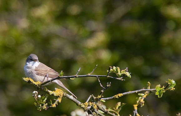 Whitethroat