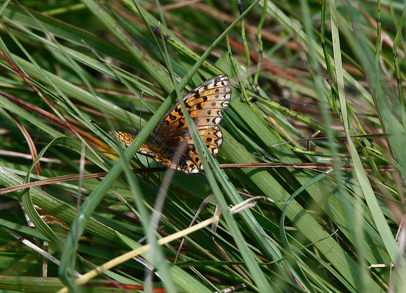 Small Pearl-bordered Fritillary