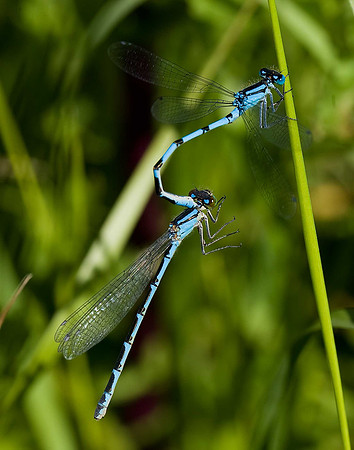 Common Blue Damselfly