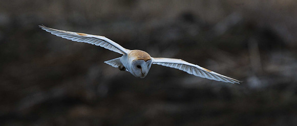 Barn Owl