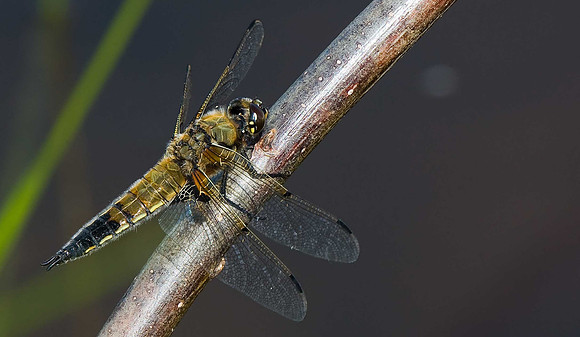 Four Spot Chaser