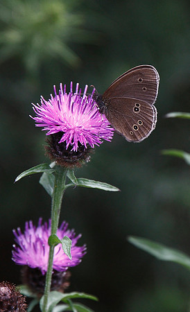 Ringlet