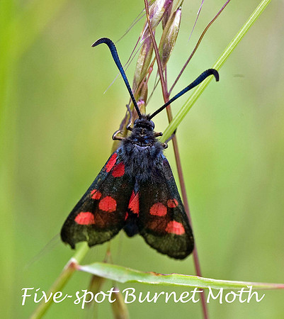 Burnet Moth