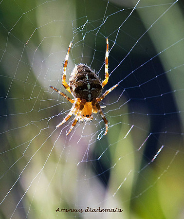 Garden spider