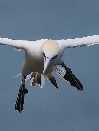 Gannet