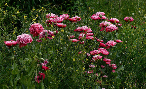 Opium Poppy