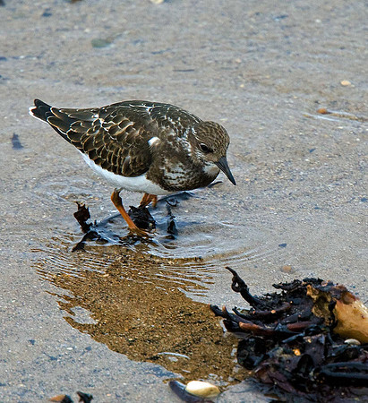 Turnstone