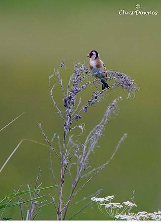 Goldfinch