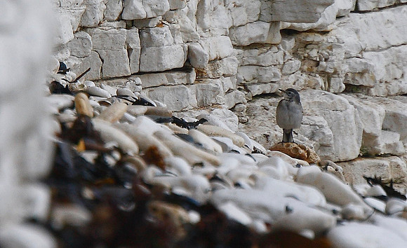 Citrine Wagtail
