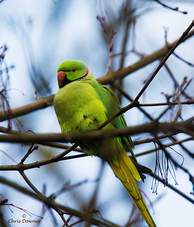 Ring-necked Parakeet