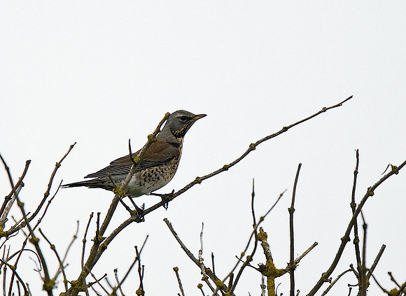 Fieldfare