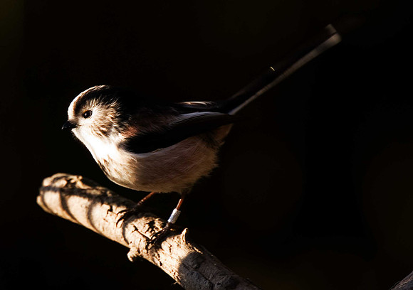 Long-tailed Tit