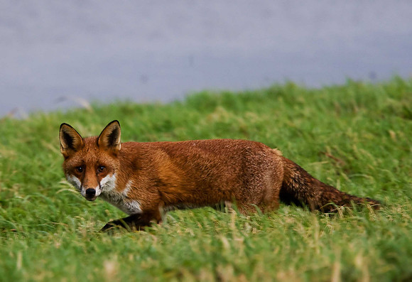 Fox