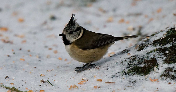 Crested Tit