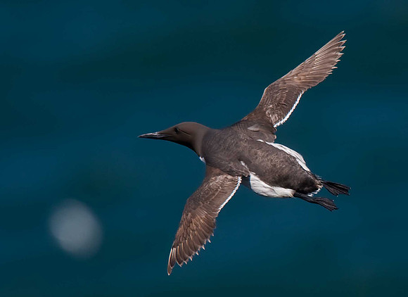 Guillemot