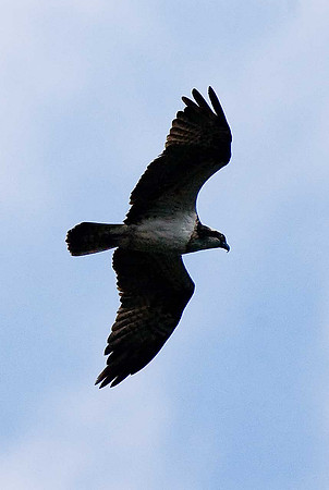 Osprey