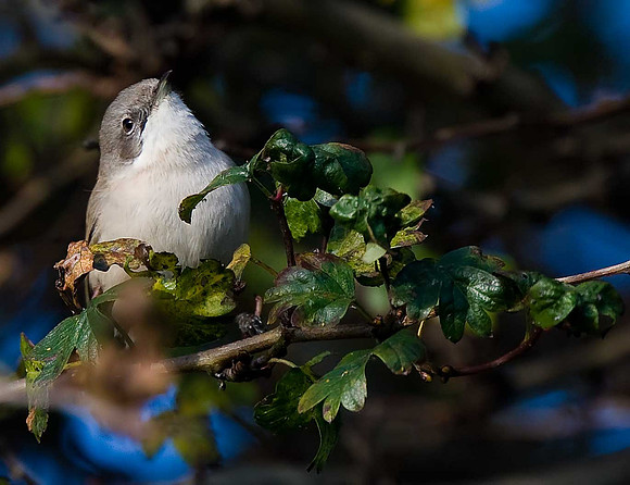 Siberian Lesser Whitethroat