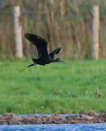 Glossy Ibis