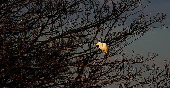 Great White Egret