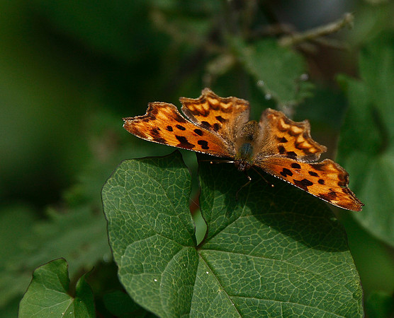 Comma