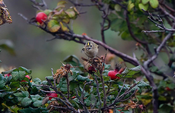 Goldcrest