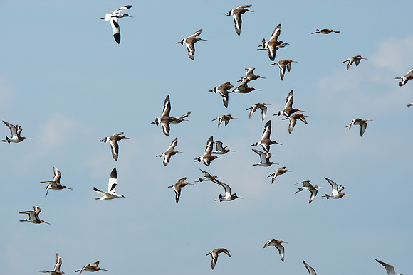 Black-tailed Godwit
