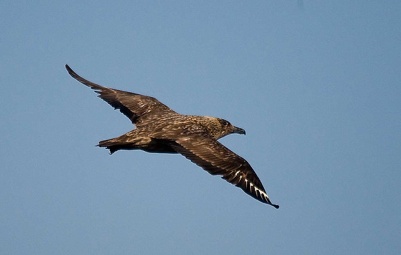 Great Skua