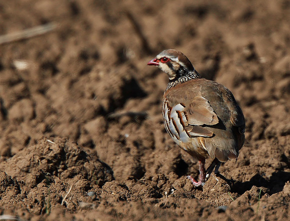 Red-legged Partridge