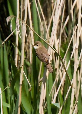 Reed Warbler