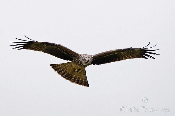 Black Kite