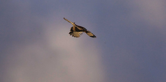 Kestrel
