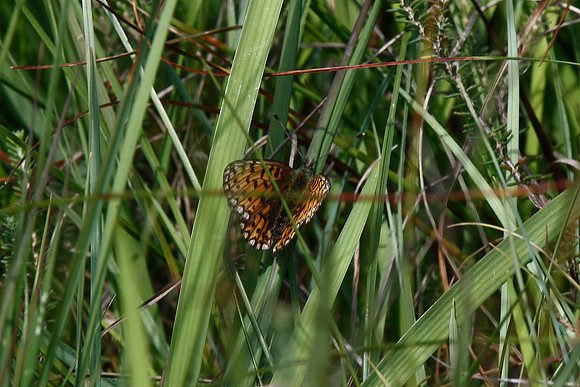 Small Pearl-bordered Fritillary