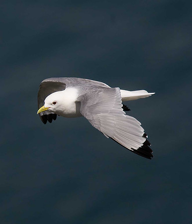 Kittiwake