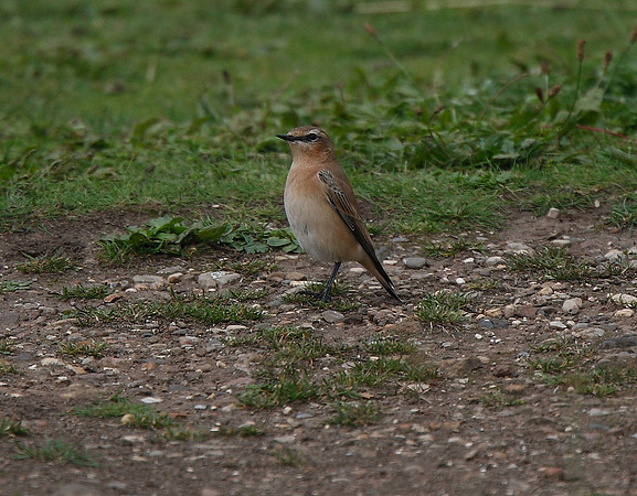 Wheatear