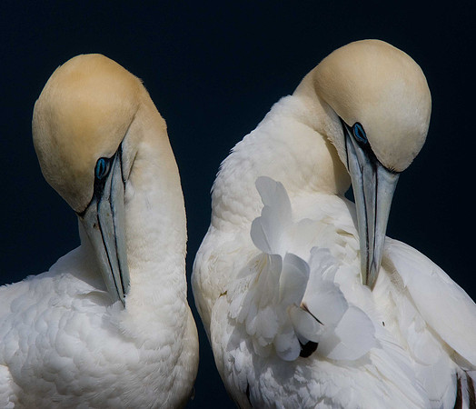 Gannet