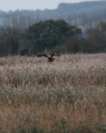 Marsh Harrier