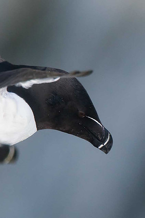 Razorbill
