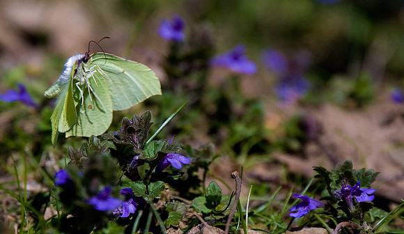 Brimstone