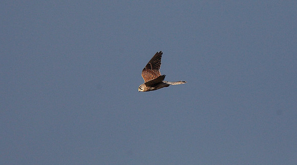 Kestrel