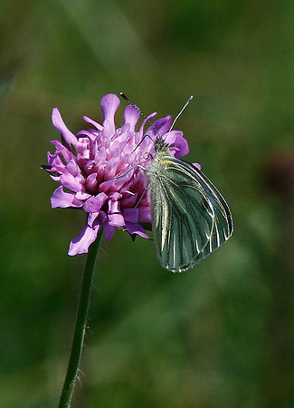 Green-veined White