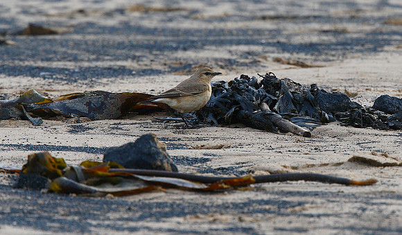 Isabelline Wheatear