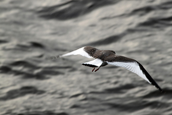 Sabine's Gull