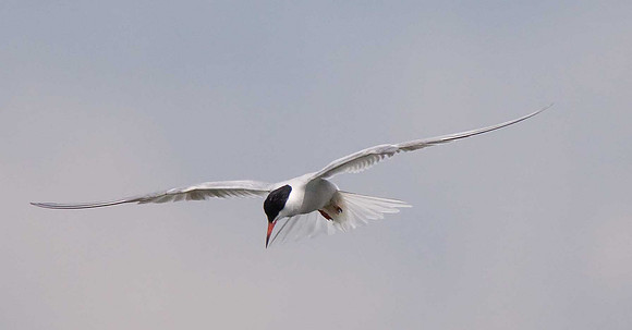 Common Tern
