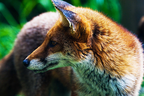 Fox