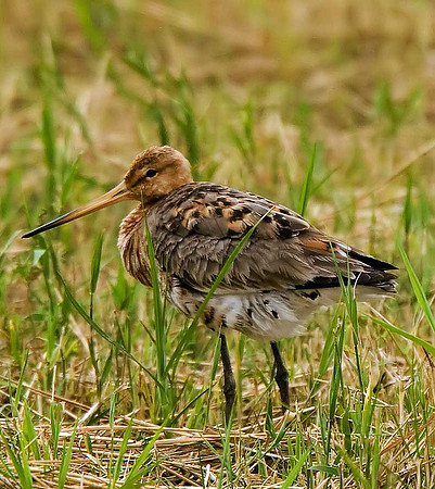 Black-tailed Godwit