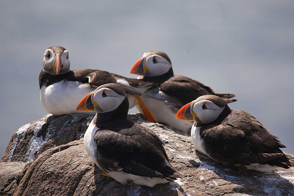 Puffin