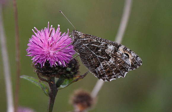Grayling