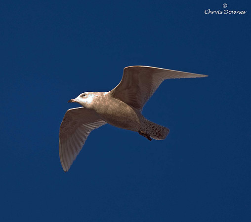 Iceland Gull